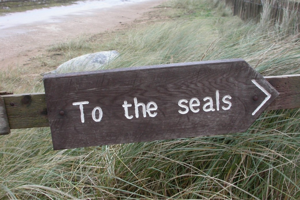 Seal Rally Donna Nook